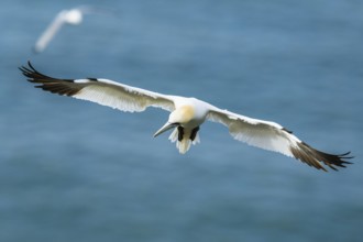 Northern Gannet, Morus bassanus, bird in flight over sea, Bempton Cliffs, North Yorkshire, England,