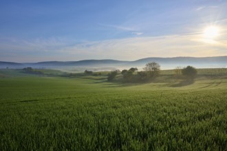 Green fields and meadows under a blue sky with few clouds, the morning sun shines on a peaceful