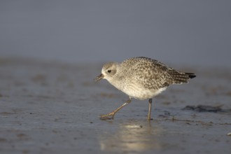 Grey plover (Pluvialis squatarola) adult bird in winter plumage walking on a coastal mudflat,