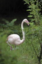 Pink flamingo (Phoenicopterus roseus)