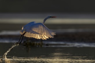 Great Egret, (Egretta alba), soaring Great Egret in the morning backlight, Lusatia, Saxony