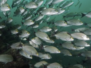 A school of blackspot grunts (Haemulon maculicauda) swimming close together in deep blue-green