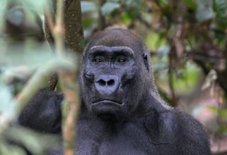 Western lowland gorilla (Gorilla gorilla gorilla), male animal, silverback, Loango National Park,