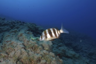 A striped fish, zebra bream (Diplodus cervinus cervinus), swims over a sandy reef in the deep blue