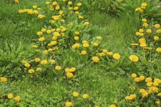 Green grass lawn overgrown with yellow Taraxacum officinale, Dandelion flowers and other