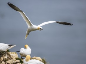 Northern Gannet, Morus bassanus, bird in flight over sea, Bempton Cliffs, North Yorkshire, England,