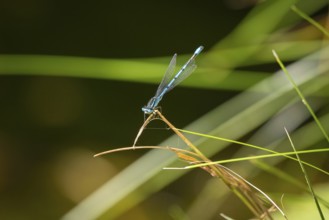 Dragonfly, eurasian bluet (Coenagrion) on a thin branch, in a natural, green environment, Ternitz,