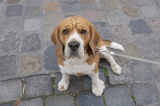 Portrait of a beagle (Canis lupus familiariss), Bavaria, Germany, Europe