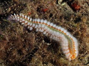 Firebristle worm (Hermodice carunculata) with white and orange bristles in a marine habitat. Dive