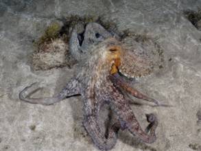 A large Common Octopus (Octopus vulgaris) spreads its tentacles on the sandy seabed. Dive site El