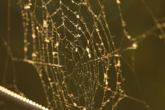 Spider web, summer evening, Germany, Europe