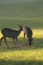 European roe deer (Capreolus capreolus) doe and fawn in winter coat in the morning light in the