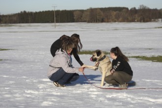 Kangal, Anatolian guard dog, with woman and girl in the snow, Allgäu, Bavaria, Germany, Europe