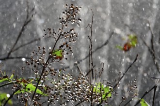 Watering the garden, early September, Germany, Europe