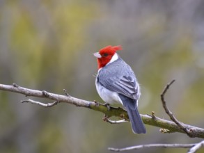 Red-crested Tanager (Paroaria coronata) or grey cardinal, Buenos Aires, Argentina, South America