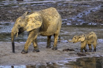 African forest elephants (Loxodonta cyclotis) in the Dzanga Bai forest clearing, Dzanga-Ndoki