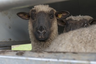 Black-headed domestic sheep (Ovis gmelini aries) looking out of the cattle trailer,