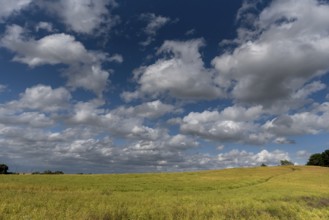 Ripe rape field (Brassica napus), cloudy sky Mecklenburg-Vorpommern, Germany, Europe