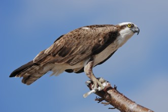 Western osprey (Pandion haliaetus) with preyed fish, Everglades National Park, Florida, USA, North