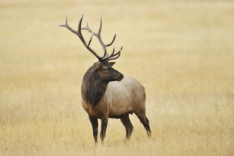 Wapiti (Cervus canadensis, Cervus elaphus canadensis), male, Yellowstone National Park, Wyoming,