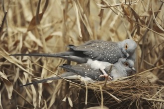 Diamond dove (Geopelia cuneata), pair copulating, captive, occurring in Australia