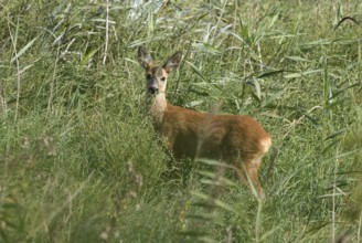 Young european roe deer (Capreolus capreolus) standing in the reeds, Poel Island,