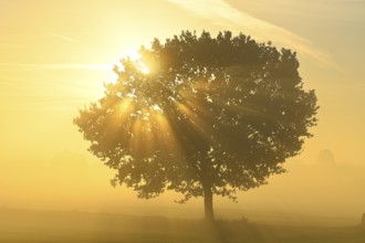 English oak (Quercus robur) in a meadow in the morning light and sunrays, Lower Rhine, North