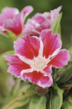 Atlas flower or summer azalea (Clarkia amoena, Godetia amoena), flower, ornamental plant, North