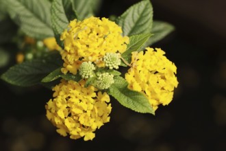 Spanish flag (Lantana camara) flowering, native to Central and South America, ornamental plant,