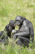 Bonobo or bonobo (Pan paniscus), female with young, captive, occurring in the Congo