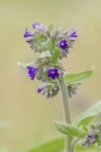 Common ox tongue or common bugloss (Anchusa officinalis), flowering, North Rhine-Westphalia,