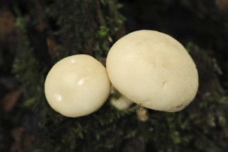 Pear duster or pear bovist (Apioperdon pyriforme, Lycoperdon pyriforme), North Rhine-Westphalia,