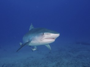 Tiger Shark (Galeocerdo cuvier) with slightly open mouth in open water, dive site Jupiter, Florida,