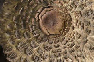 Common saffron umbrella mushroom (Chlorophyllum rhacodes, Macrolepiota rhacodes), detail of cap,