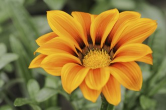 Gazania or Mittagsgold 'Kiss Orange' (Gazania hybride), flower, ornamental plant, North