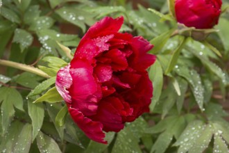 Peony blossom (Peonia) with raindrops, Bavaria, Germany, Europe