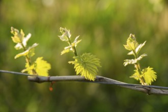 Young leaves of a grapevine in spring, viticulture, budding, shoots, vines, Baden-Württemberg,