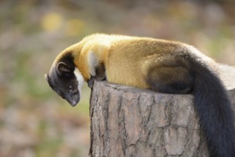 Close-up of a yellow-throated marten (Martes flavigula) in a forest in autumn