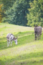 Two donkeys (Equus asinus asinus) or domestic donkeys, completely grey coloured variant and