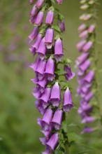 A tall foxglove plant with clusters of pink flowers set against a green, natural background,