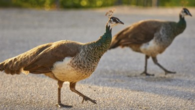 Two peafowl (pavo) walking side by side on a street in the warm evening light, Filerimos, hill not