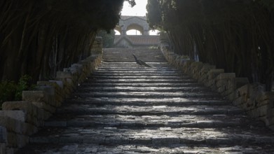 Peafowl (pavo) on stairs, Long stone staircase leading through dense trees to a historic building,