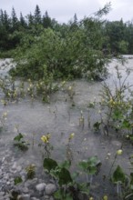 Flood, continuous rain, river, rain, flooding, Upper Bavaria, force of nature, climate, climate