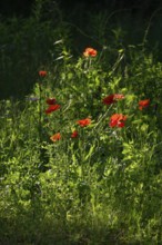 Poppy flower, June, Germany, Europe