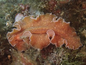 A flat brown sea worm with white edges, golden flatworm (Yungia aurantiaca), surrounded by algae.