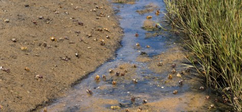 Small crabs move in muddy water next to a grassy shore, Vila Nova de Cacela, Faro, Algarve,