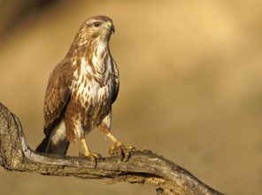 Steppe buzzard (Buteo buteo) on a dry branch, Catalonia, Pyrenees, Spain, Europe