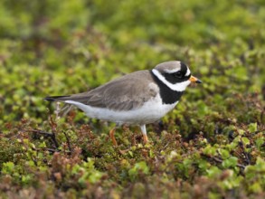 Common Ringed Plover (Charadrius hiaticula), adult in breeding territory on the tundra, May,