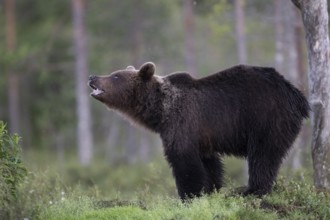 Brown bear (Ursus arctos) in the Finnish taiga, Kuusamo, Finland, Europe