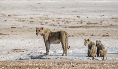 Lions (Panthera leo), mother and two cubs at the waterhole, Nebrowni waterhole, Etosha National